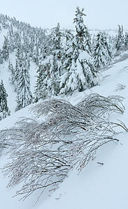 在多云的天气下喀尔巴阡山冬季上有雪树图片