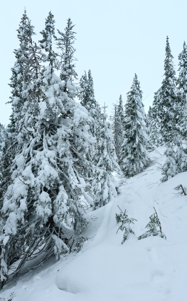 喀尔巴阡山冬季上的雪树图片