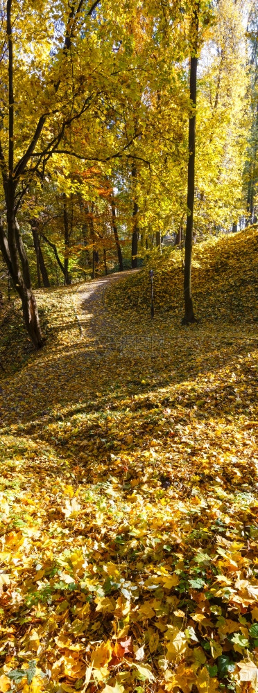 秋叶的金地毯和城市公园小山的影子图片