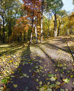 秋天城市公园的树干阴影满路都是黄色的山坡叶图片
