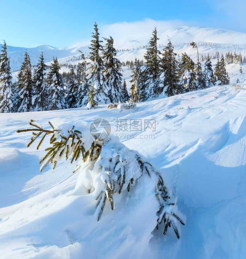 小风雪是斜坡上的倾雪前面冬季山地早起有雪树喀尔巴阡山图片