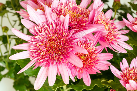 花盆里的菊粉红朵自然背景图片