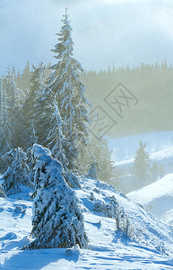 冬天山暴风雪的景山坡上有冰冷的松树图片