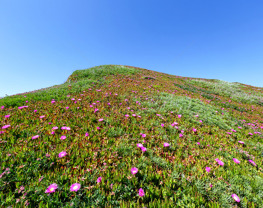 夏天开花的山上有卡波布罗图斯粉红色的花朵和蓝天空图片