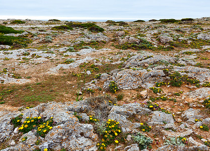 夏天开花的岩石海岸有黄色的花朵图片