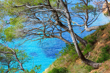 海边悬崖坡上的松树图片