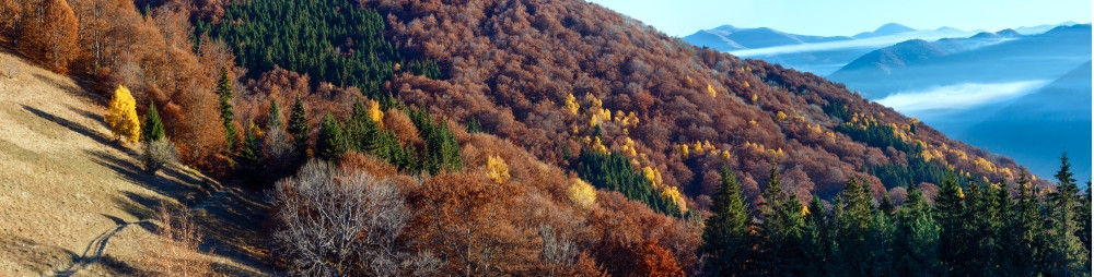 秋天迷雾山和坡上多彩树木的农村公路全景图片
