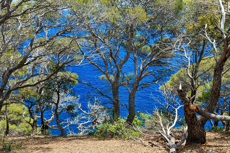 海边悬崖的松树图片