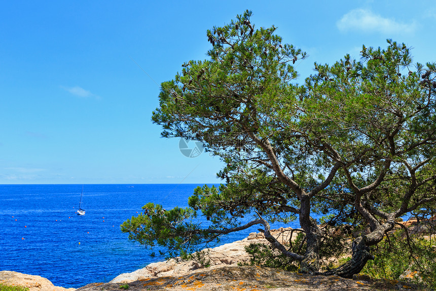松树和锥子在海边岩石岸上图片