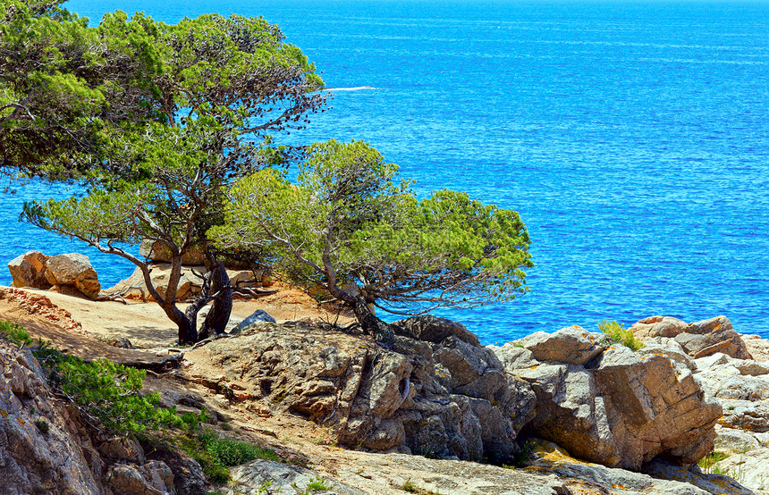 松树和锥子在海边的岩石岸上图片