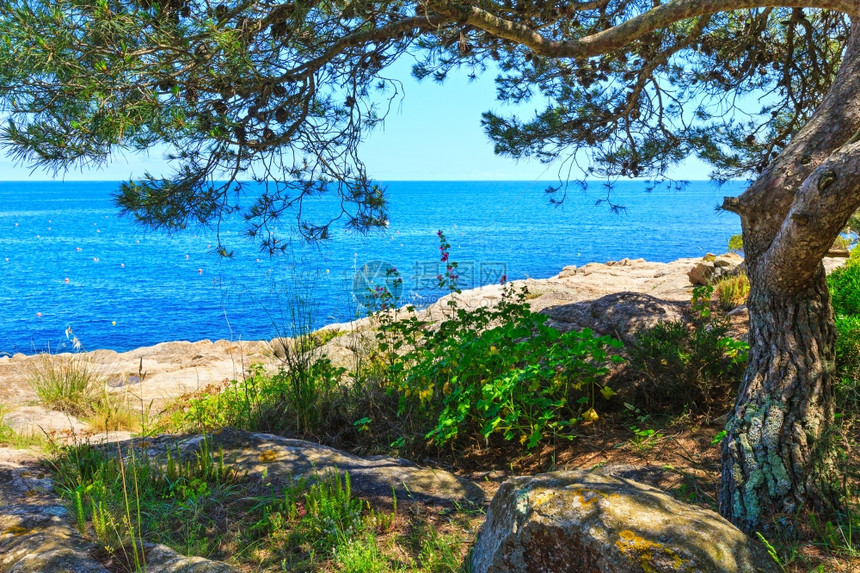 带锥子和夏花的松树在海边岩石岸上图片