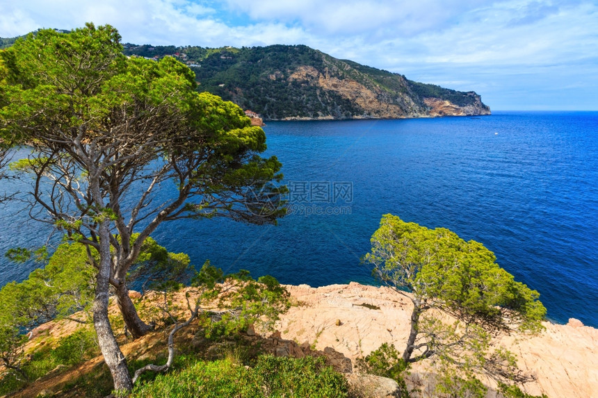 海边岩石上的松树图片