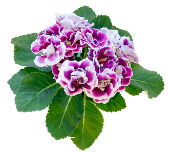 花盆中的紫白的盆朵图片