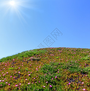 夏天开花的山丘带卡波布罗图斯粉红花蓝天空与阳光图片