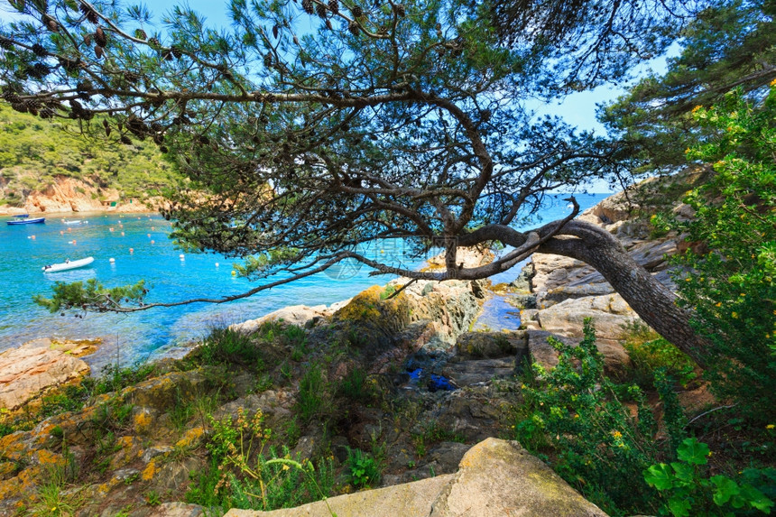 松树和锥子在海边的岩石岸上图片