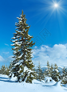 冬季山雪阳光明媚的风景与fir树图片