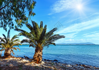 夏季阳光沙滩上的棕榈树希腊莱夫卡达图片