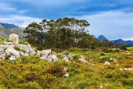 夏季开花山有黄树石头和木靠近卡曼戈阿斯图里亚西班牙图片