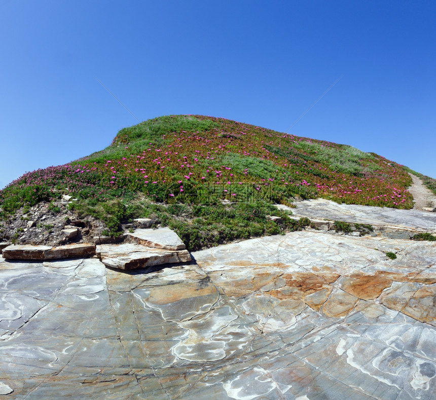 夏天开花的岩石山与卡波布罗图斯粉红色花朵和蓝的天空图片