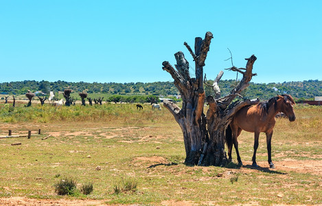 马在干树旁夏季乡村风景图片