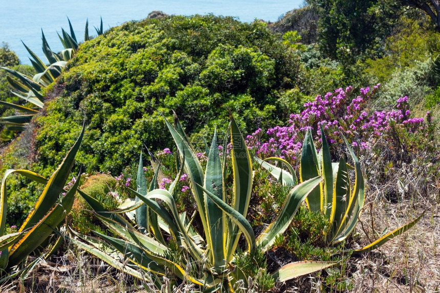 夏季海岸有不同的阿加维植物和紫色花朵图片
