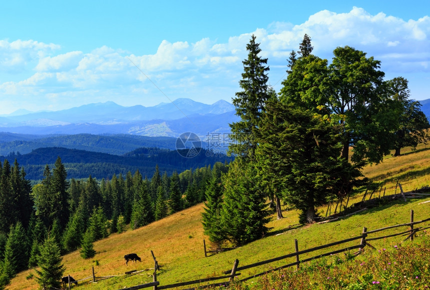 山地夏季观包括森林木栅栏和斜坡上的牛喀尔巴阡山乌克兰最高霍夫纳区伊万诺弗兰基夫斯克地区图片