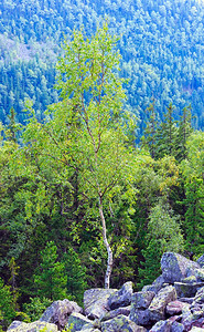 喀尔巴阡山夏季风景森林和滑石伊赫罗夫茨乌克兰图片