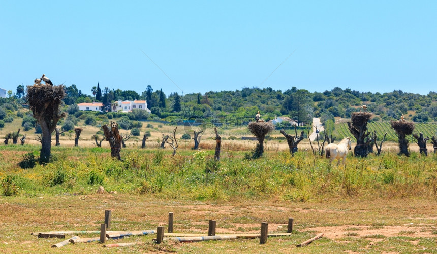 在干树顶端有的巢穴夏季乡村风景Potugal在利斯博亚和阿尔加夫之间图片