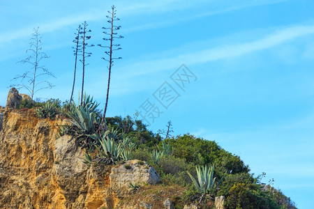 夏日岩石悬崖上闪耀着美洲的植物图片
