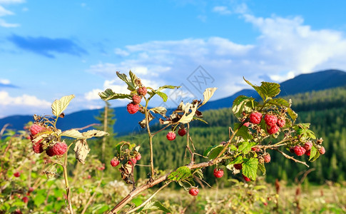 在夏日喀尔巴阡山背景的喀尔巴阡山中图片