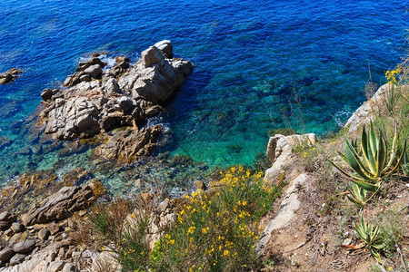 用黄色花朵和Agave植物观察夏季海岩岸西班牙图片