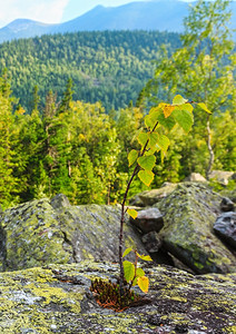 石上的小树喀尔巴阡山夏季风景乌克兰图片
