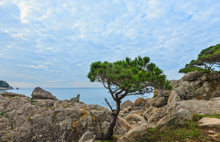 夏季早上海滨风景前面有松树西班牙科斯塔布拉瓦帕莫斯附近图片