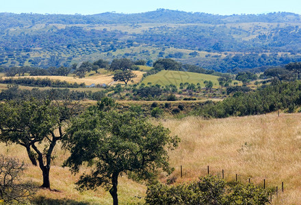 山坡上有橄榄树的夏季乡村风景波图加尔图片
