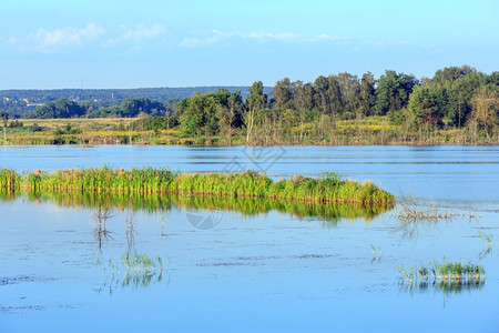夏日湖风景与植物对水面的反射Shklo定居点附近乌克兰利沃夫州图片