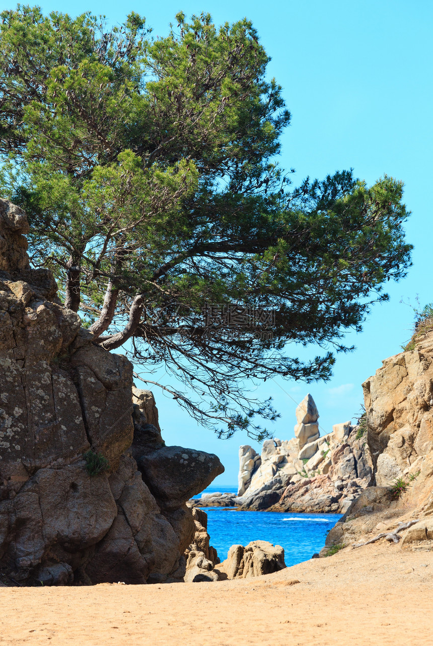 桑迪海滩有岩石层和松树地中海岸夏季风景科斯塔布拉瓦加泰罗尼亚西班牙图片