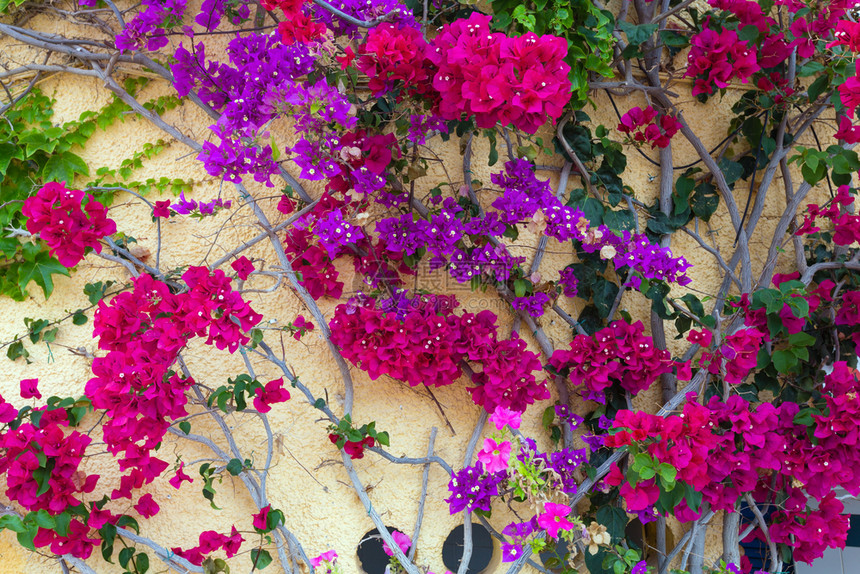 房子墙附近有红花和紫图片