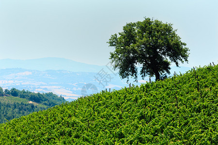意大利山丘和乡村的托斯卡纳夏季葡萄园景色很美图片