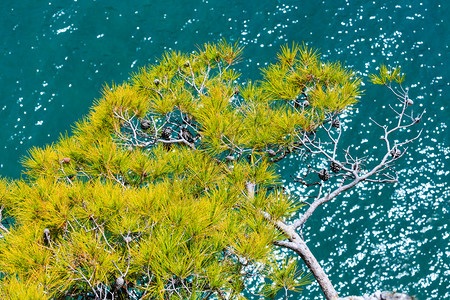 海水背景上的松树意大利普亚的加尔诺半岛图片