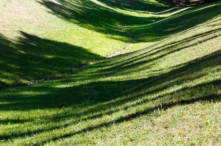 草坪上完美的绿被设计为夏日公园空洞图片