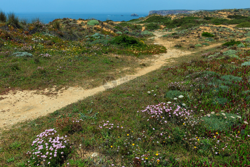 夏季开花的大西洋海岸观阿尔杰苏加维西科斯塔提那葡萄牙图片