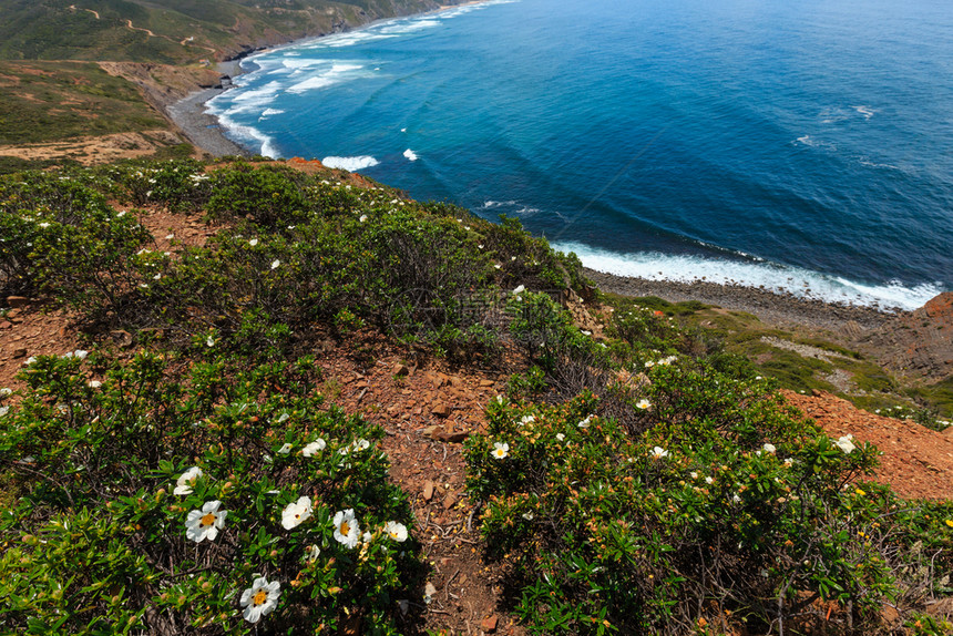 夏季开花的大西洋海岸观阿尔加夫西部科斯塔维提纳葡萄牙图片