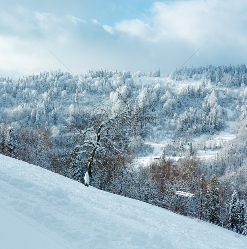 冬季喀尔巴阡山风景斜坡上有fir树SkoleLvivOblast乌克兰两针缝合图像图片