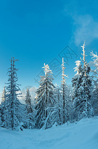 冬季雪地森林和树顶阳光的夜色阴影喀尔巴阡山乌克兰图片