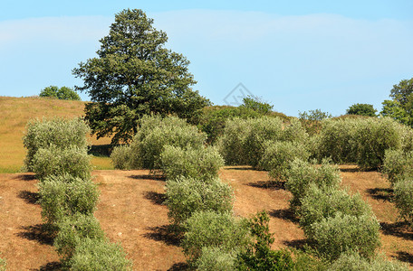 美丽的夏季乡村景色橄榄园图片