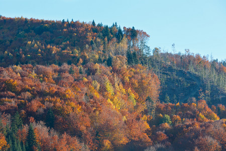 喀尔巴阡山脉乌克兰伊瓦诺弗科夫斯克州秋天多彩森林图片