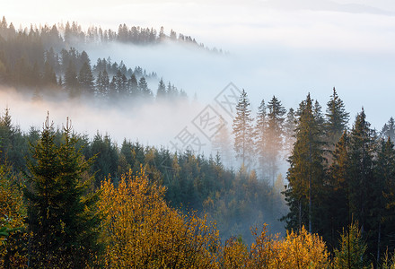 喀尔巴阡山坡乌克兰伊瓦诺弗基夫斯克州的早雾高清图片