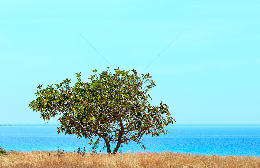 在意大利西里市马卡海景湾前的蒂罗亨尼安海光影滩前的单独一棵树图片