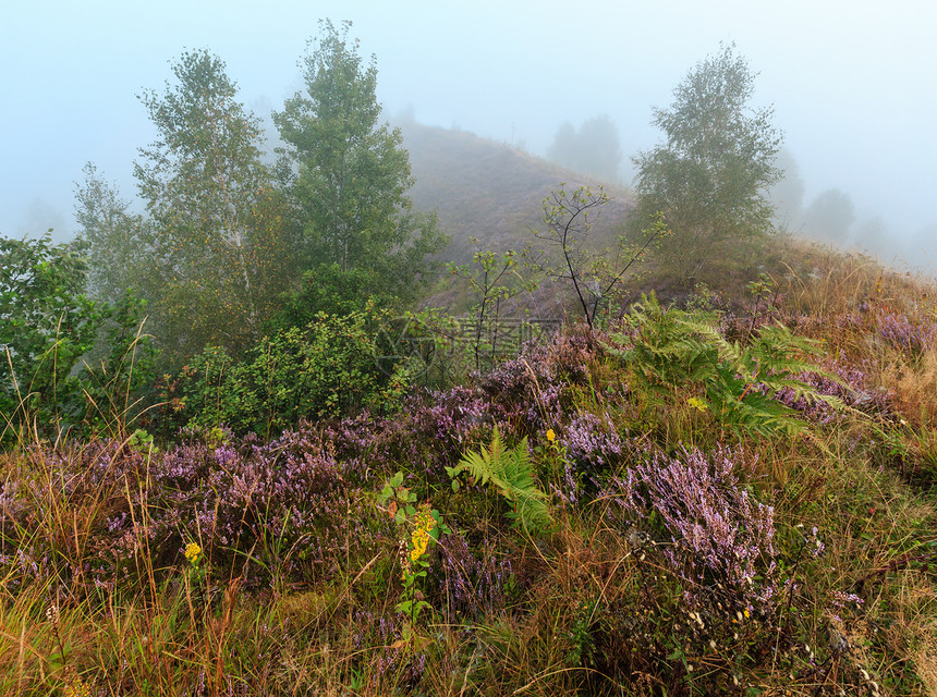 早起的迷雾露水滴在荒山草地上面有野生的花朵和蜘蛛网图片