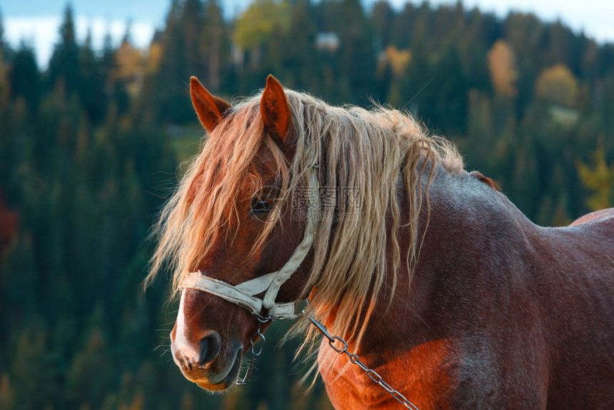 乌克兰喀尔巴阡山脉的马匹图片